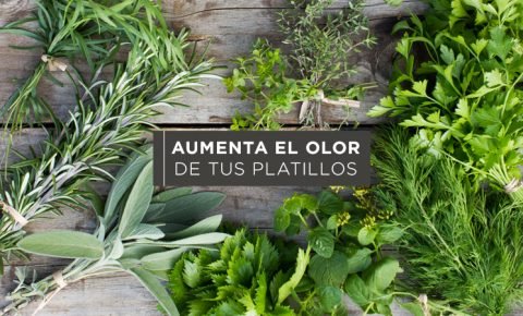 Hierbas aromáticas para las recetas